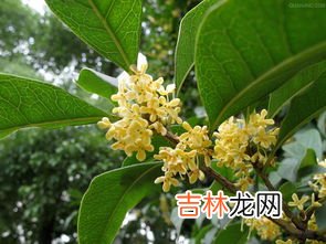 十大排毒养颜花茶,喝什么排毒养颜