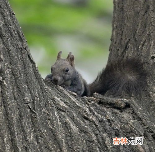寒号鸟是鸟还是鼠,寒号鸟是种什么动物,可以飞吗
