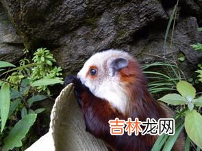 寒号鸟是鸟还是鼠,寒号鸟是种什么动物,可以飞吗