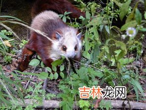 寒号鸟是鸟还是鼠,寒号鸟是种什么动物,可以飞吗