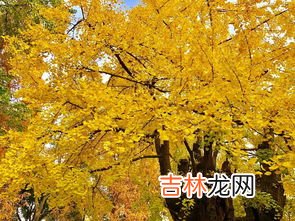白果和银杏果一样吗,白果和银杏果一样吗