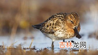 红狐以前的数量和现在的数量,红狐以前有几只?现在有几只?