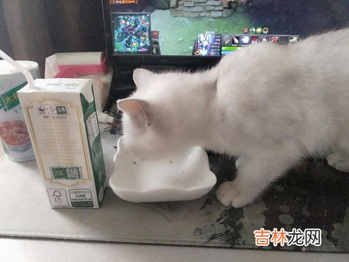 猫能不能喝牛奶,猫咪可以喝牛奶吗？