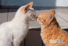 猫能不能喝牛奶,猫咪可以喝牛奶吗？