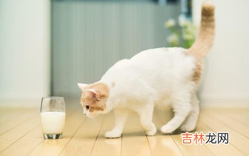 猫能不能喝牛奶,猫咪可以喝牛奶吗？