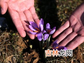藏红花禁忌人群,藏红花泡脚的功效与作用及禁忌