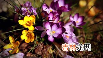 藏红花禁忌人群,藏红花泡脚的功效与作用及禁忌