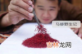 藏红花禁忌人群,藏红花泡脚的功效与作用及禁忌
