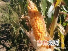 玉米成熟季节是几月,玉米什么季节成熟