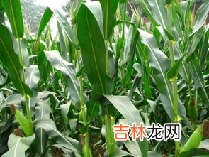 玉米成熟季节是几月,玉米什么季节成熟