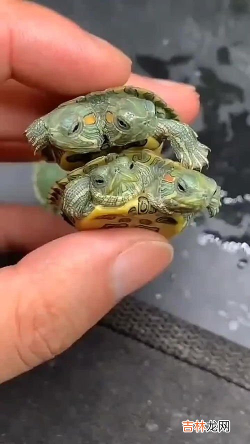 乌龟为什么一个头两个大答案,搞笑的脑筋急转弯连环题目与答案