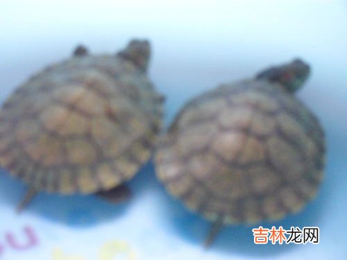 乌龟为什么一个头两个大答案,搞笑的脑筋急转弯连环题目与答案