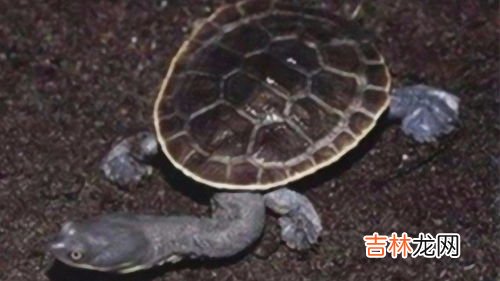 乌龟为什么一个头两个大答案,搞笑的脑筋急转弯连环题目与答案