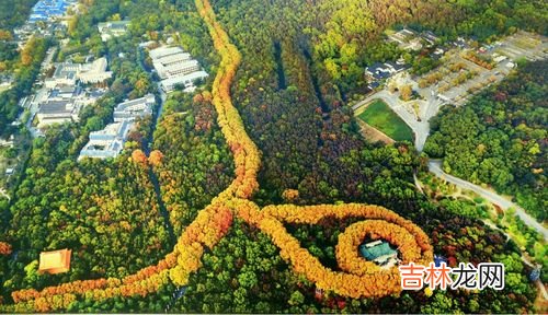 蒋介石梧桐树林是为谁种的,南京的梧桐树的来历