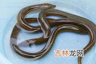 黄鳝是热性还是凉性,黄膳是凉性还是热性食物?