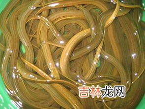黄鳝是热性还是凉性,黄膳是凉性还是热性食物?