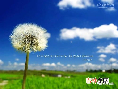 黄谷丁根是蒲公英吗,黄庙苔就是蒲公英吗?