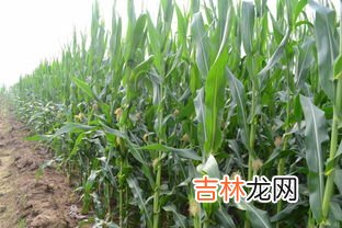 玉米靠什么传播种子,士豆小麦玉米靠什么传播种子