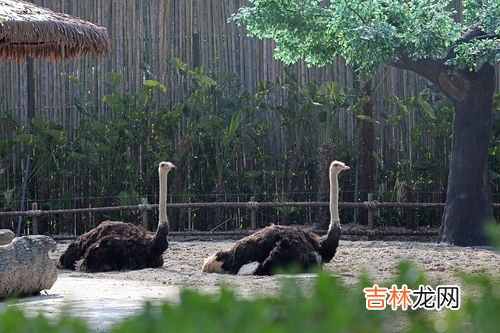 上海野生动物园离哪个高铁站近,上海站、上海南站、上海虹桥火车站到野生动物园哪个近？