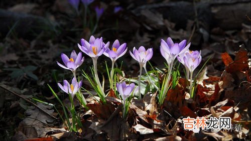 藏红花需要晒干还是阴干,藏红花能在太阳下晒干吗？