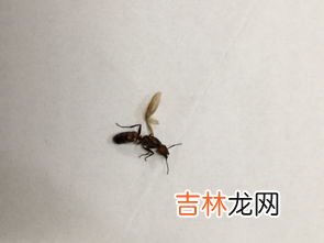 蚂蚁的家叫什么名字,蚂蚁的家叫什么名字