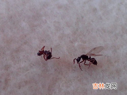 蚂蚁的家叫什么名字,蚂蚁的家叫什么名字