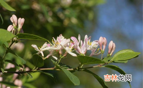 蒲公英玫瑰花茶的禁忌,蒲公英加玫瑰花茶的功效与作用 蒲公英加玫瑰花茶的食用方式和注意事项