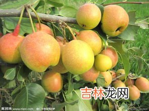 苹果梨禁忌,苹果和梨子可以一起吃吗