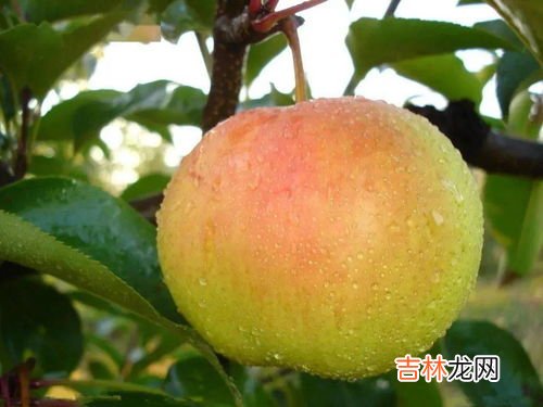 苹果梨禁忌,苹果和梨子可以一起吃吗