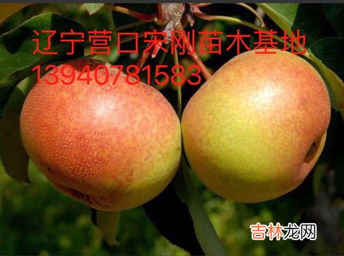 苹果梨禁忌,苹果和梨子可以一起吃吗
