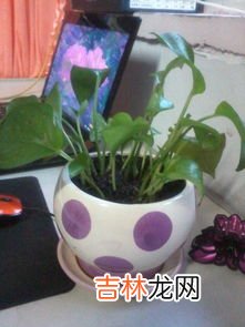 绿萝的养殖方法和注意事项,绿萝的养殖方法和注意事项