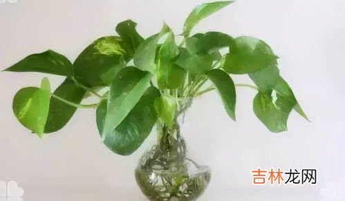 绿萝的养殖方法和注意事项,绿萝的养殖方法和注意事项