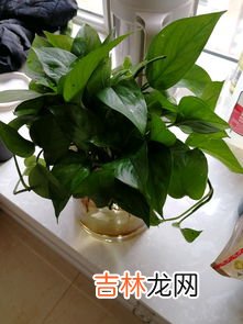 绿萝的养殖方法和注意事项,绿萝的养殖方法和注意事项