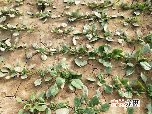 大蒜出苗后需要浇水吗,大蒜出苗后怎样浇水管理