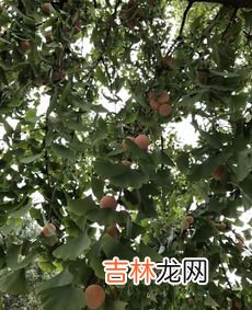 银杏果有毒吗,银杏生吃有毒吗？