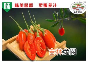 鲜枸杞能吃吗,如何辨别枸杞是否新鲜？鲜枸杞可以直接食用吗