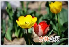 郁金香花语,郁金香的花语是什么？