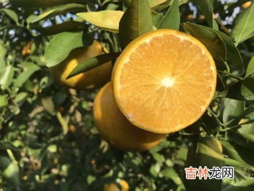 广西皇帝柑主产地是,皇帝柑是哪里的特产啊?