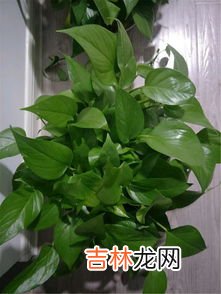 绿萝怎么养才能更旺盛,绿萝怎么养才能更旺盛呢