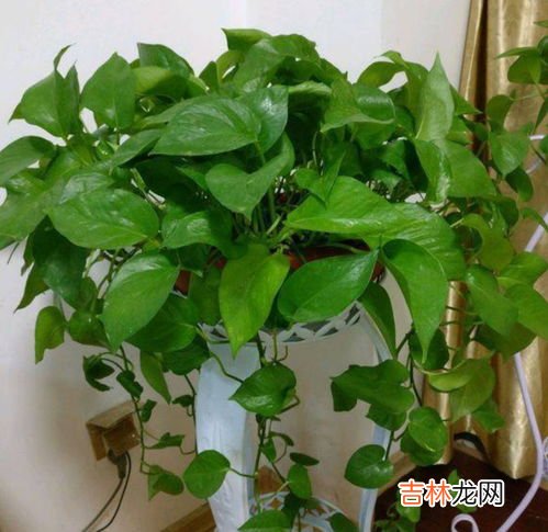 绿萝怎么养才能更旺盛,绿萝怎么养才能更旺盛呢