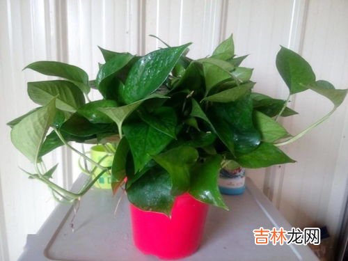 绿萝怎么养才能更旺盛,绿萝怎么养才能更旺盛呢