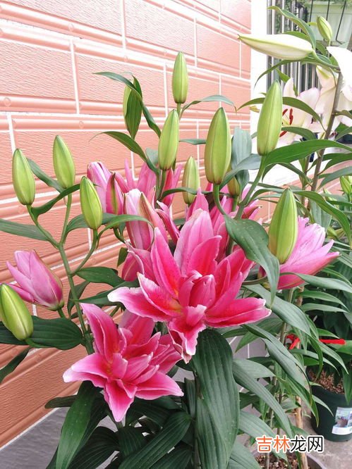 百合花可以放卧室吗,百合花可以放卧室吗?