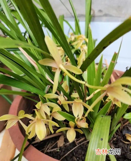 百合花可以放卧室吗,百合花可以放卧室吗?