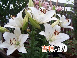 百合花可以放卧室吗,百合花可以放卧室吗?