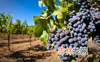 虾和葡萄一起吃了怎么办,葡萄和虾能一起吃吗