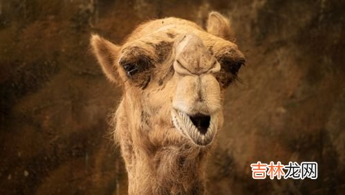 骆驼奶禁忌,骆驼奶哪些人不能喝？