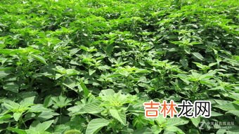 上海青的功效与营养价值,上海青有什么营养和功效