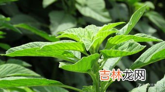 上海青的功效与营养价值,上海青有什么营养和功效