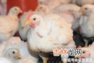 肉鸡的正确解释是,肉鸡的正确解释