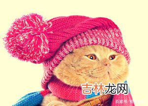 托卡是人造毛吗,天丝托卡是什么毛?